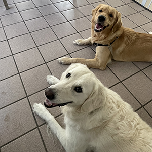 Doggy Homestay