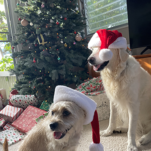 Doggy Homestay