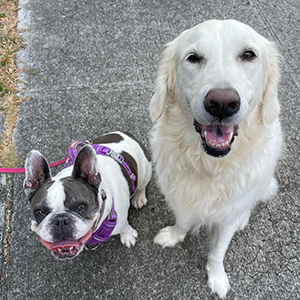 Doggy Homestay