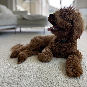 Doggy Homestay