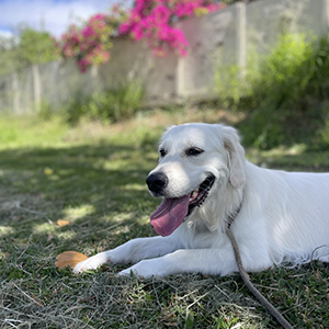 Doggy Homestay
