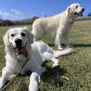 Doggy Homestay