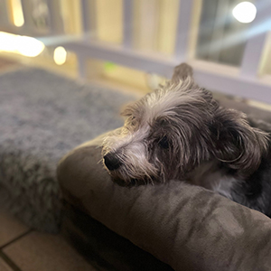 Doggy Homestay