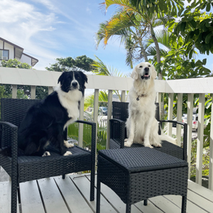 Doggy Homestay