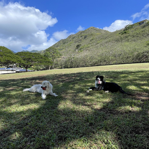 Doggy Homestay
