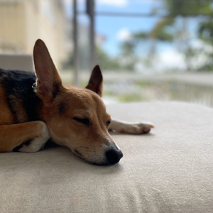Doggy Homestay