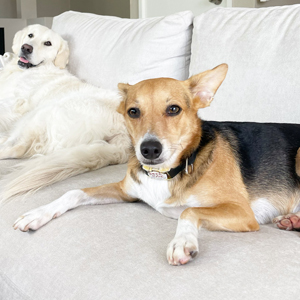 Doggy Homestay