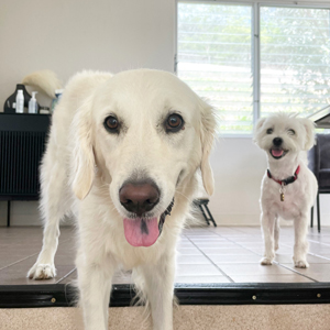 Doggy Homestay