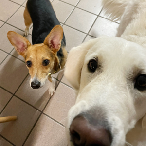 Doggy Homestay