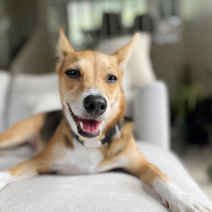 Doggy Homestay
