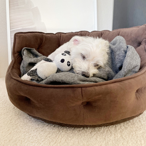 Doggy Homestay