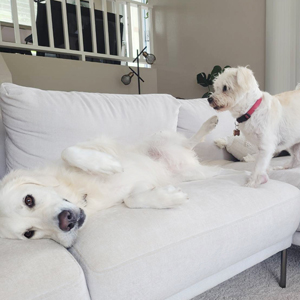 Doggy Homestay
