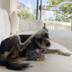 Doggy Homestay