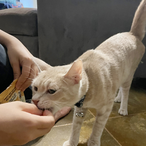 Pet Sitting
