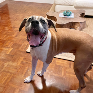 Pet Sitting