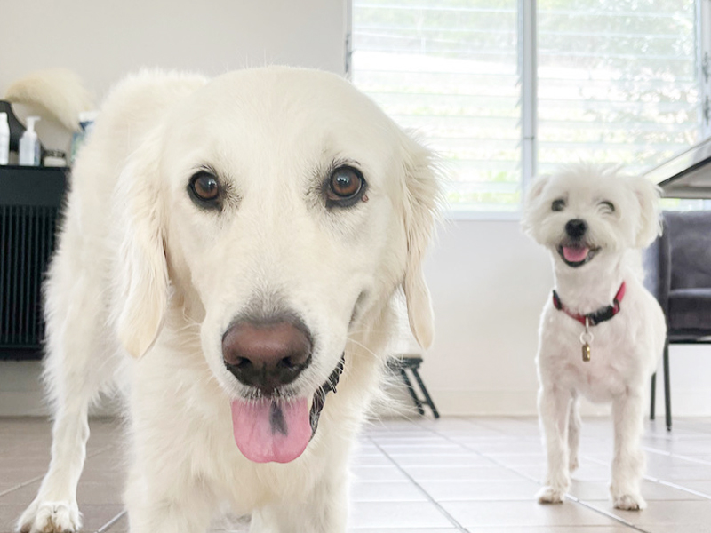 Dog boarding