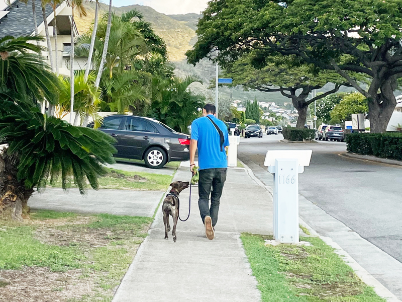 Dog walking