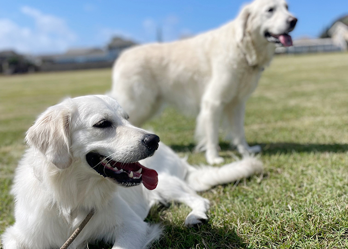 sunnydogservice